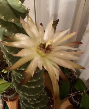 Cereus forbesii cv. Spiralis